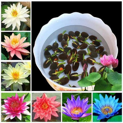 Lotus Flower Seeds (40 SEEDS)