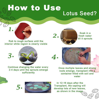 Lotus Flower Seeds (40 SEEDS)
