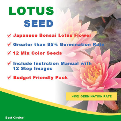 Lotus Flower Seeds (40 SEEDS)