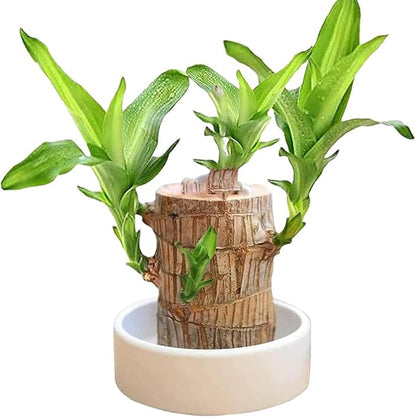 Brazilian Wood Plant