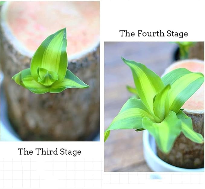 Brazilian Wood Plant