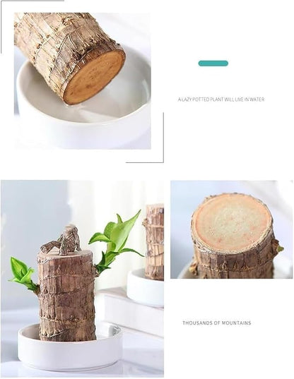 Brazilian Wood Plant