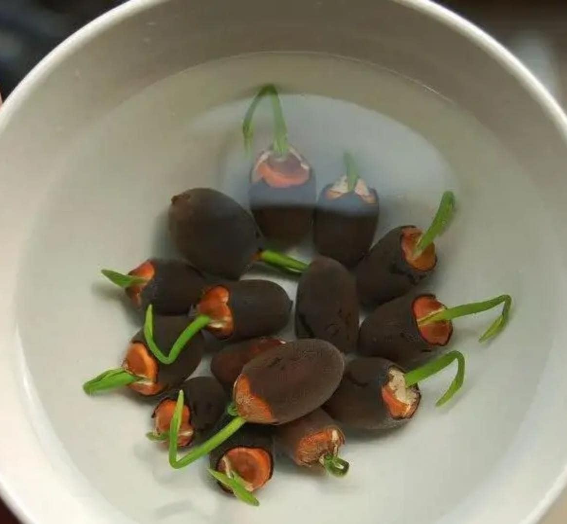 Lotus Flower Seeds (40 SEEDS)