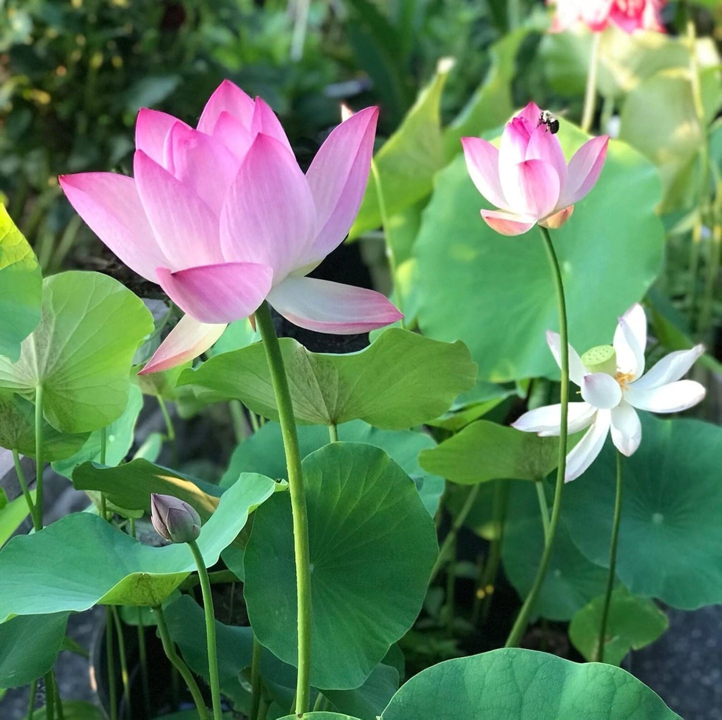 Lotus Flower Seeds (40 SEEDS)