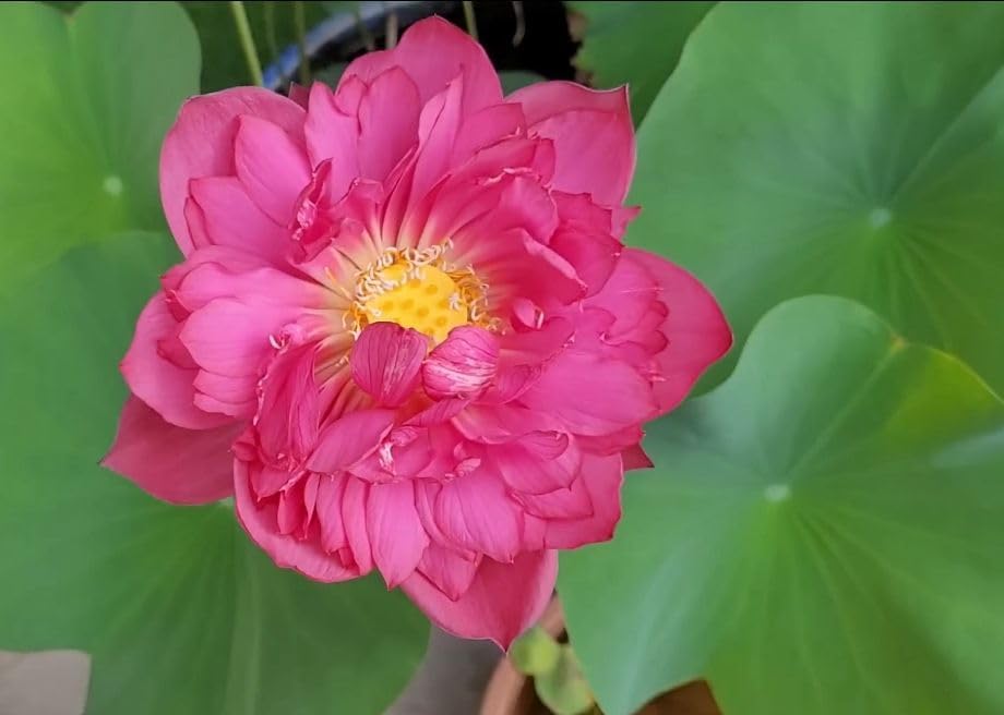 Lotus Flower Seeds (40 SEEDS)