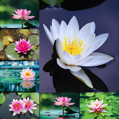 Lotus Flower Seeds (40 SEEDS)
