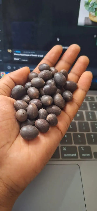 Lotus Flower Seeds (40 SEEDS)