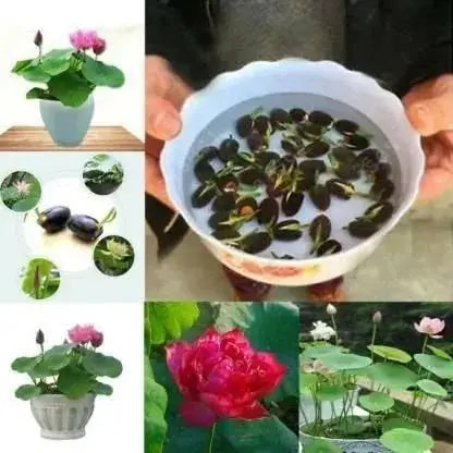Lotus Flower Seeds (40 SEEDS)