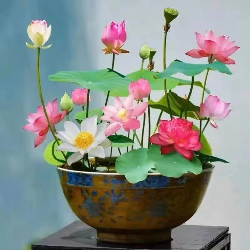 Lotus Flower Seeds (40 SEEDS)
