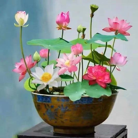 Lotus Flower Seeds (40 SEEDS)